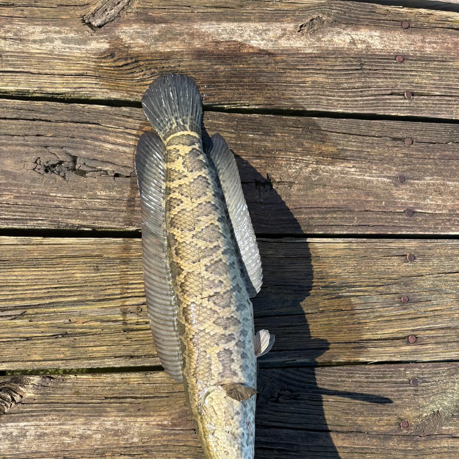 The most recent Northern snakehead catches on Fishbrain