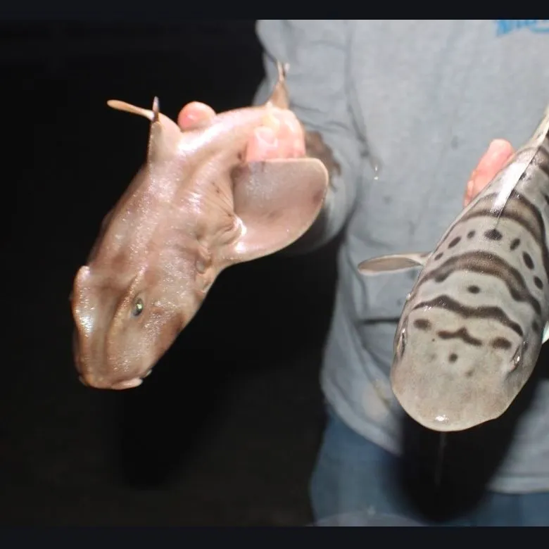 The most recent Horn shark catches on Fishbrain