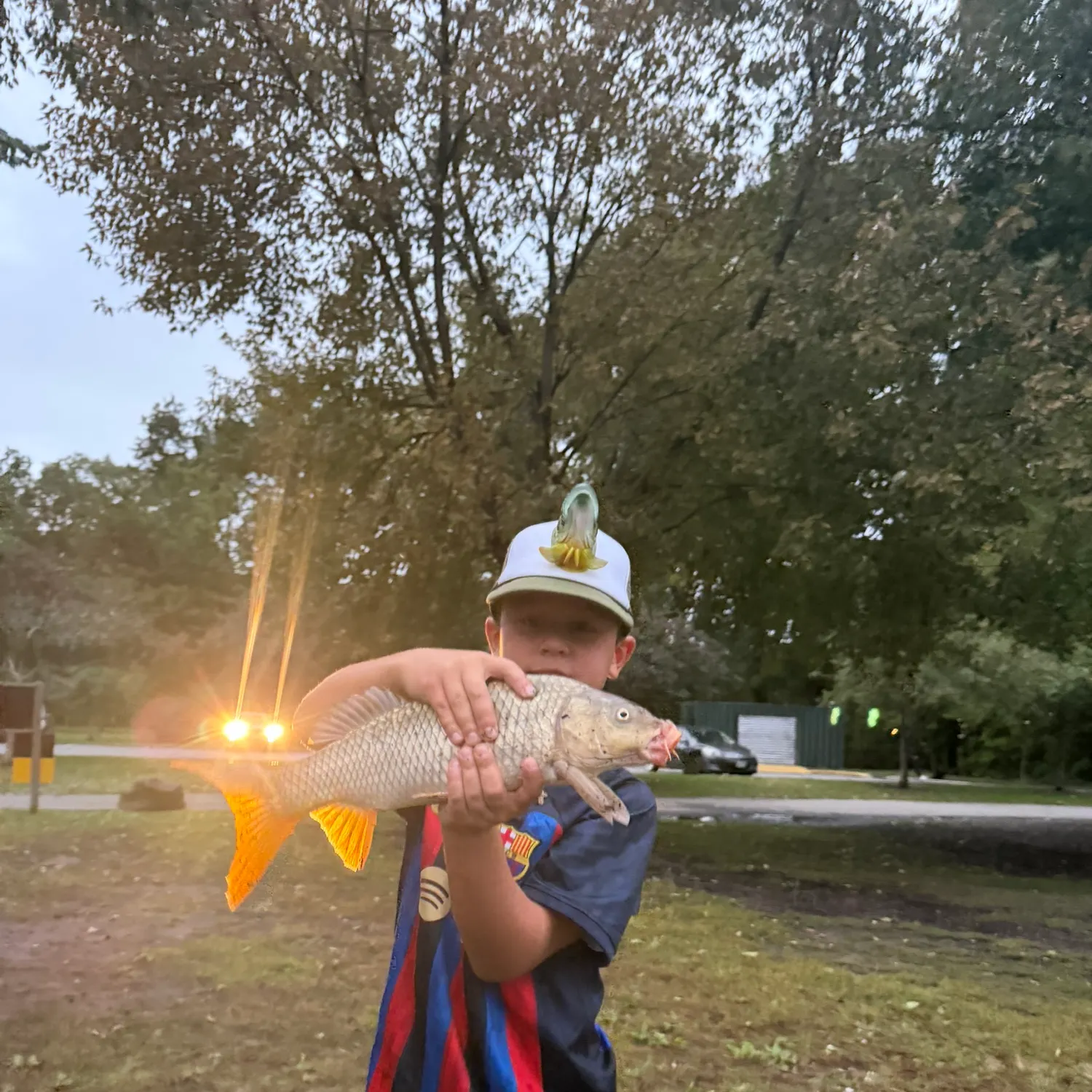 Common carp caught on Fishbrain