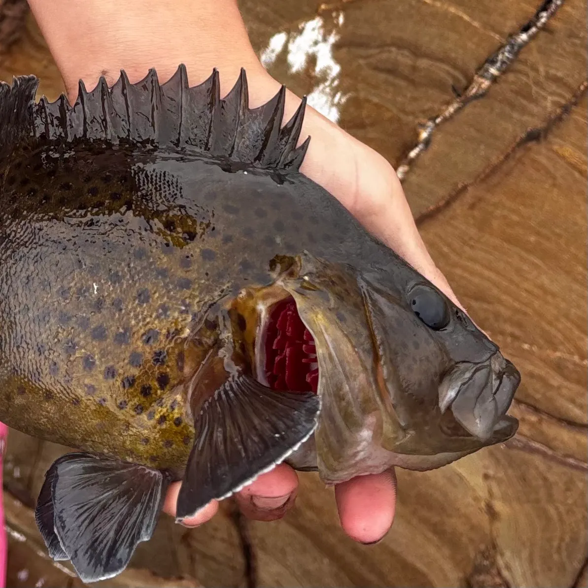 The most recent Eastern wirrah catches on Fishbrain