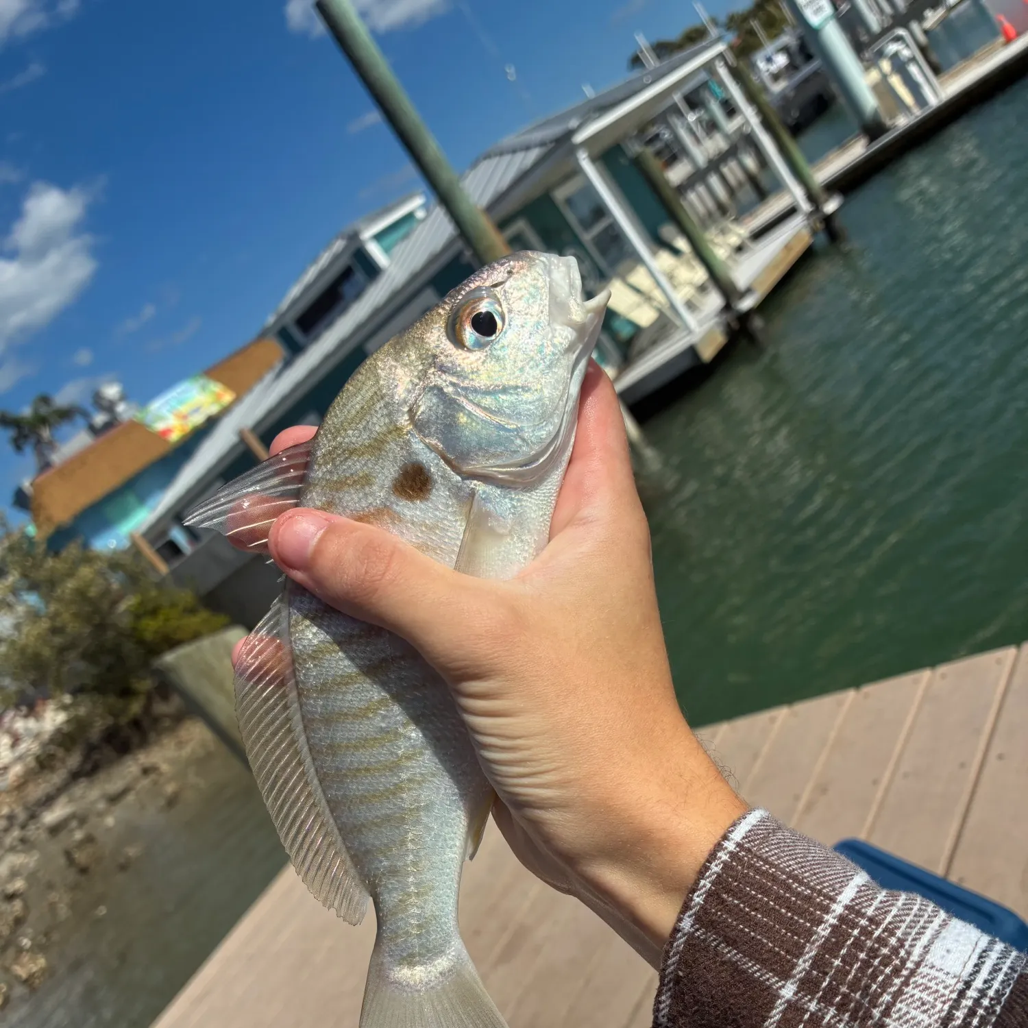 The most recent Spot croaker catches on Fishbrain