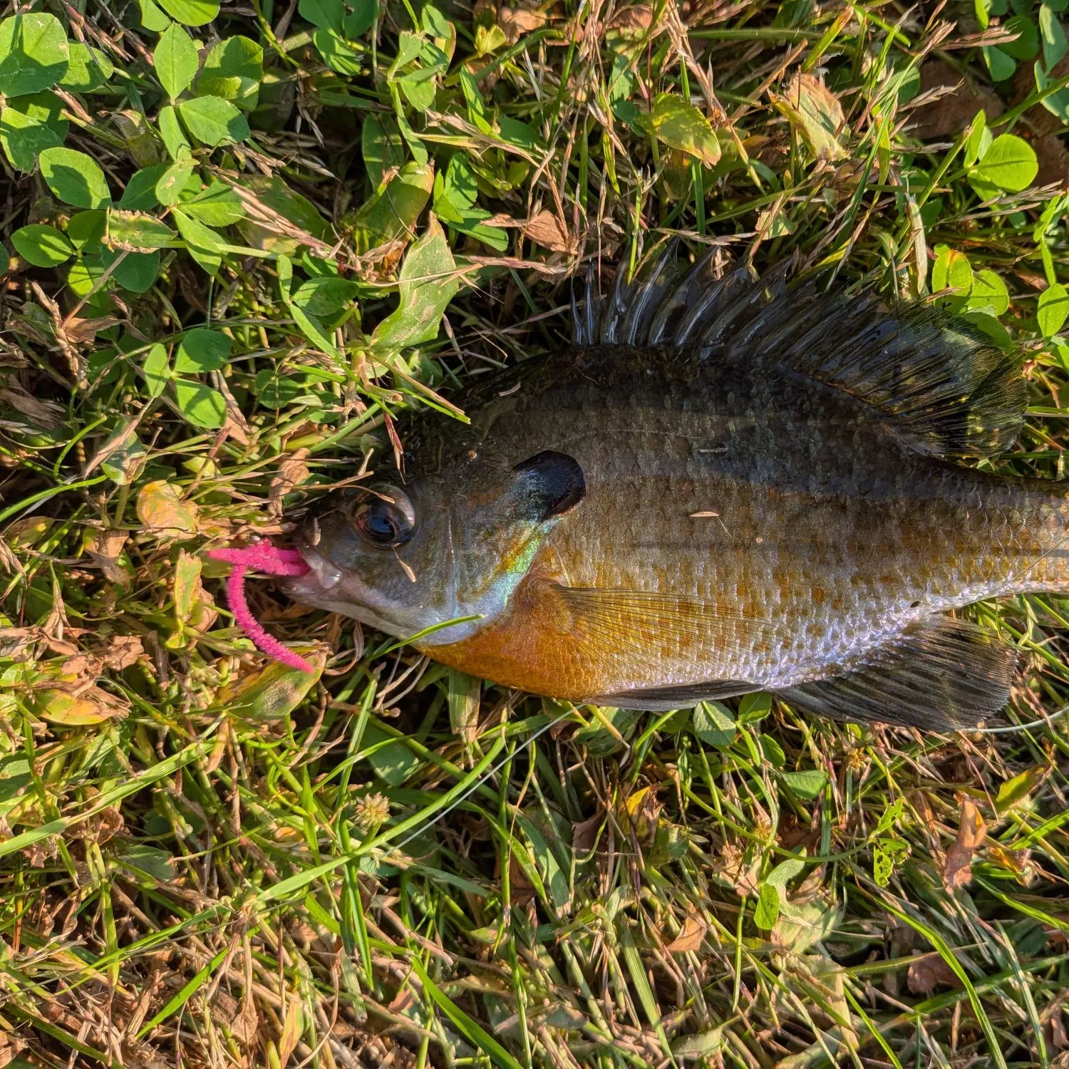 Bluegill caught on Fishbrain