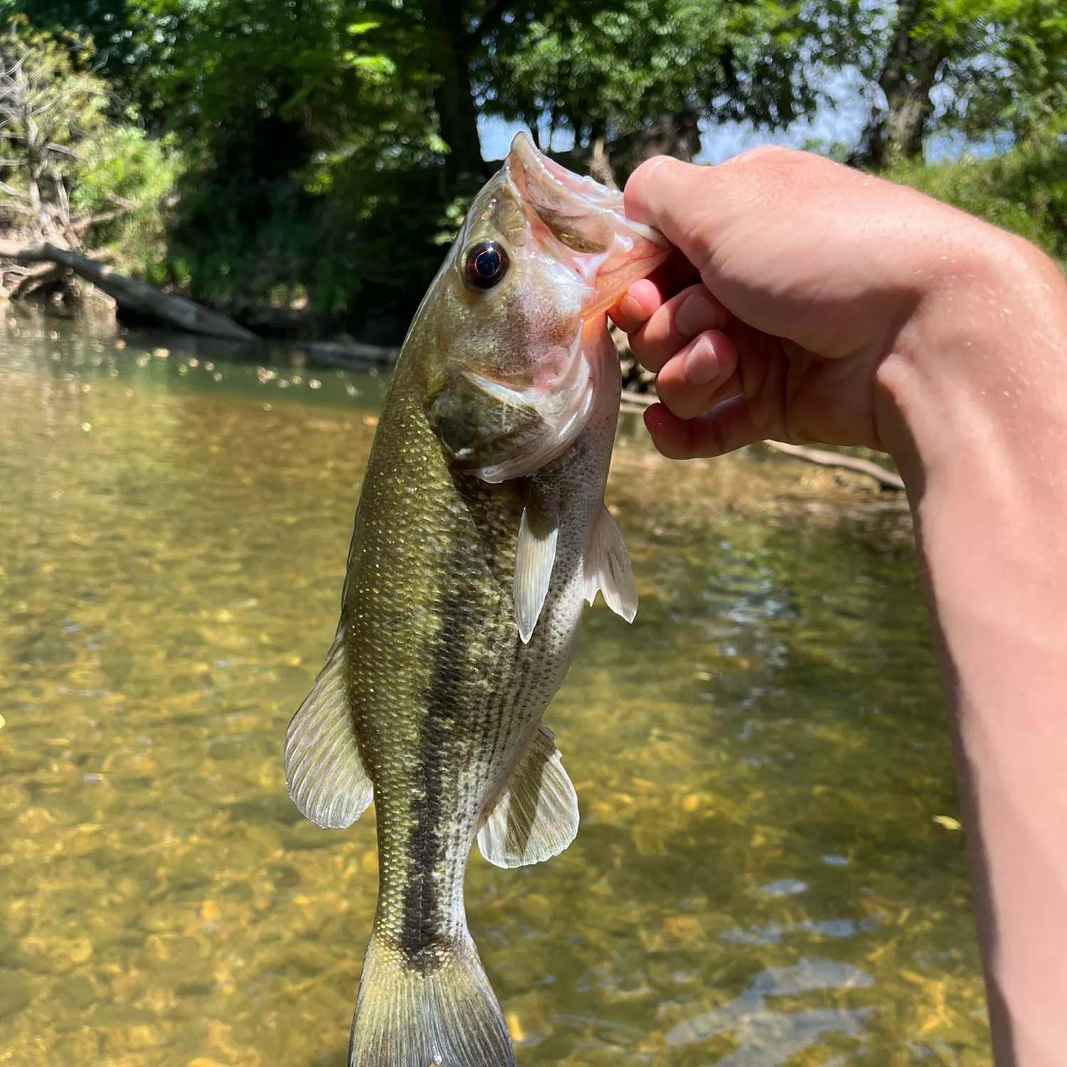 angler catch