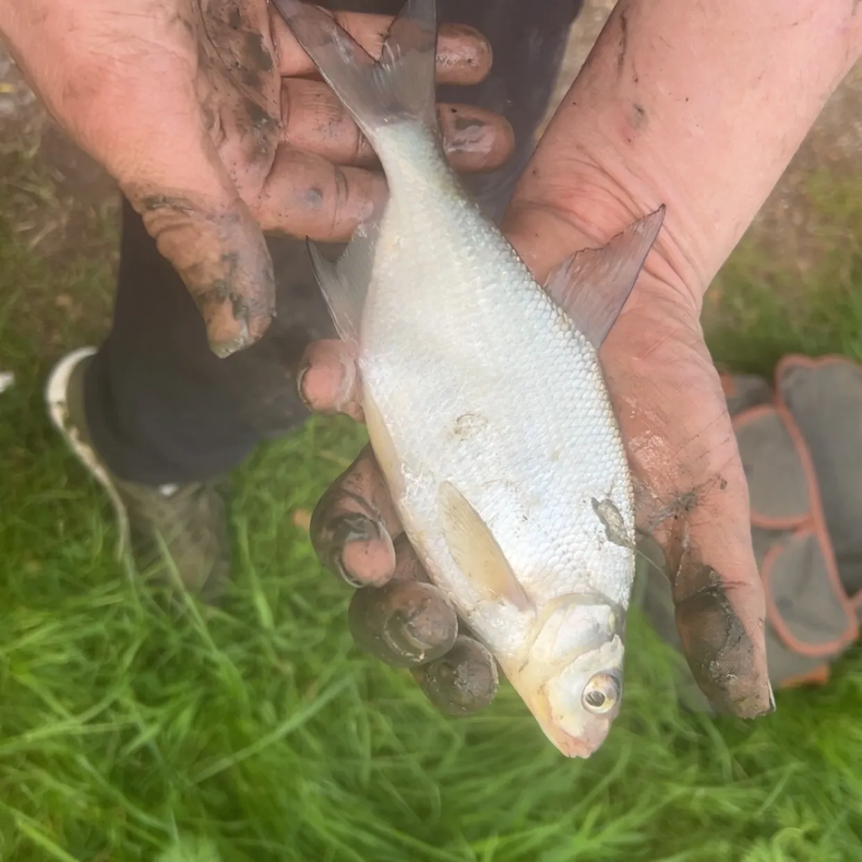 The most recent Common bream catches on Fishbrain