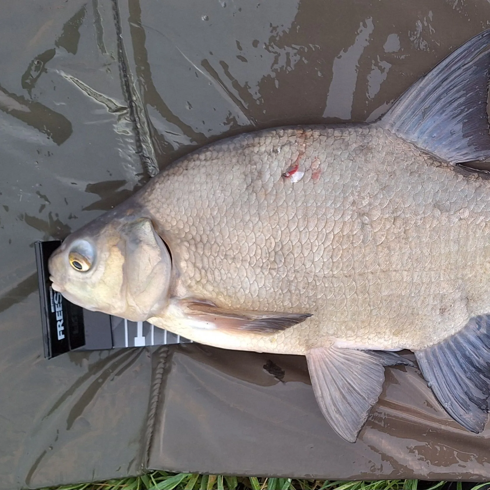 The most recent Common bream catches on Fishbrain