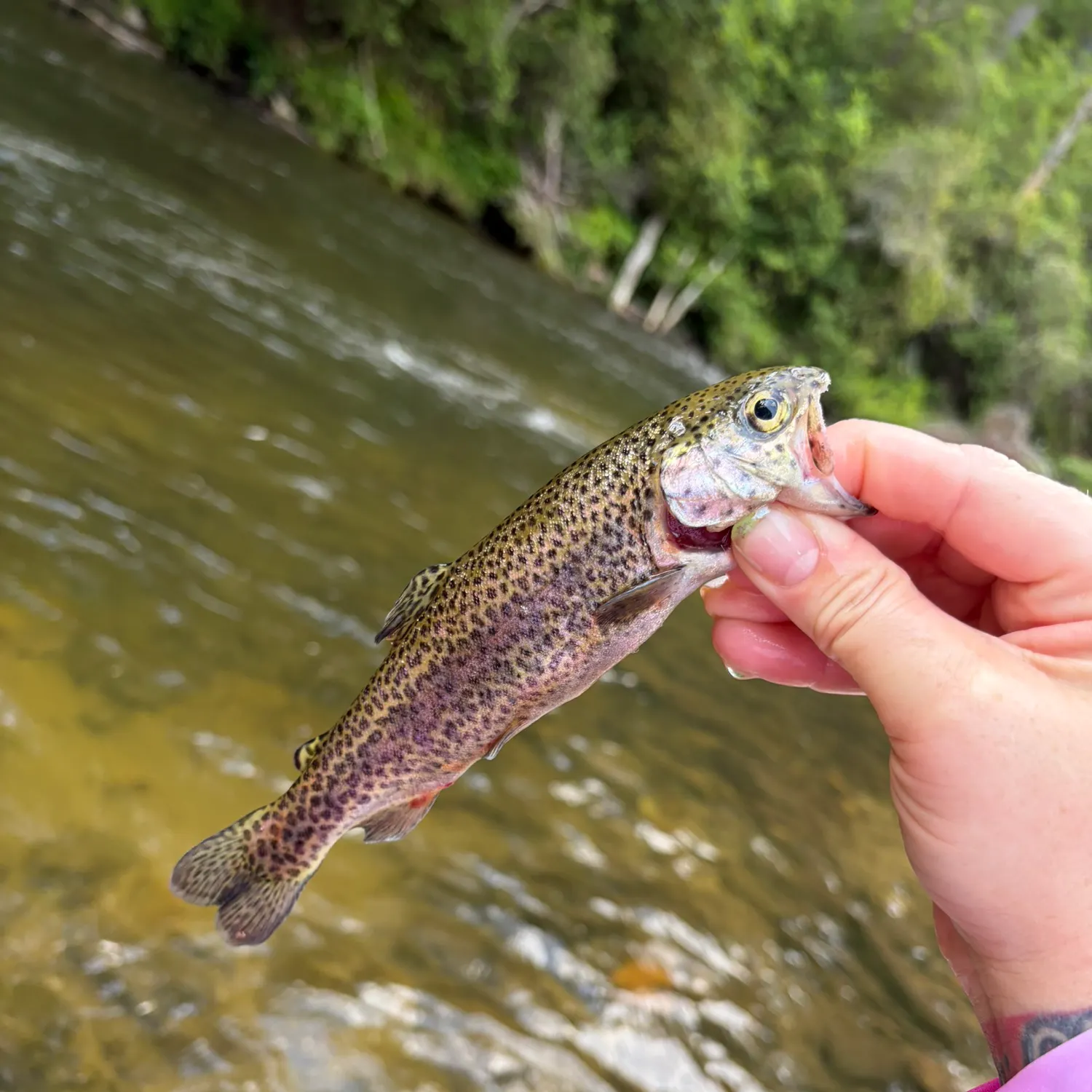 recently logged catches
