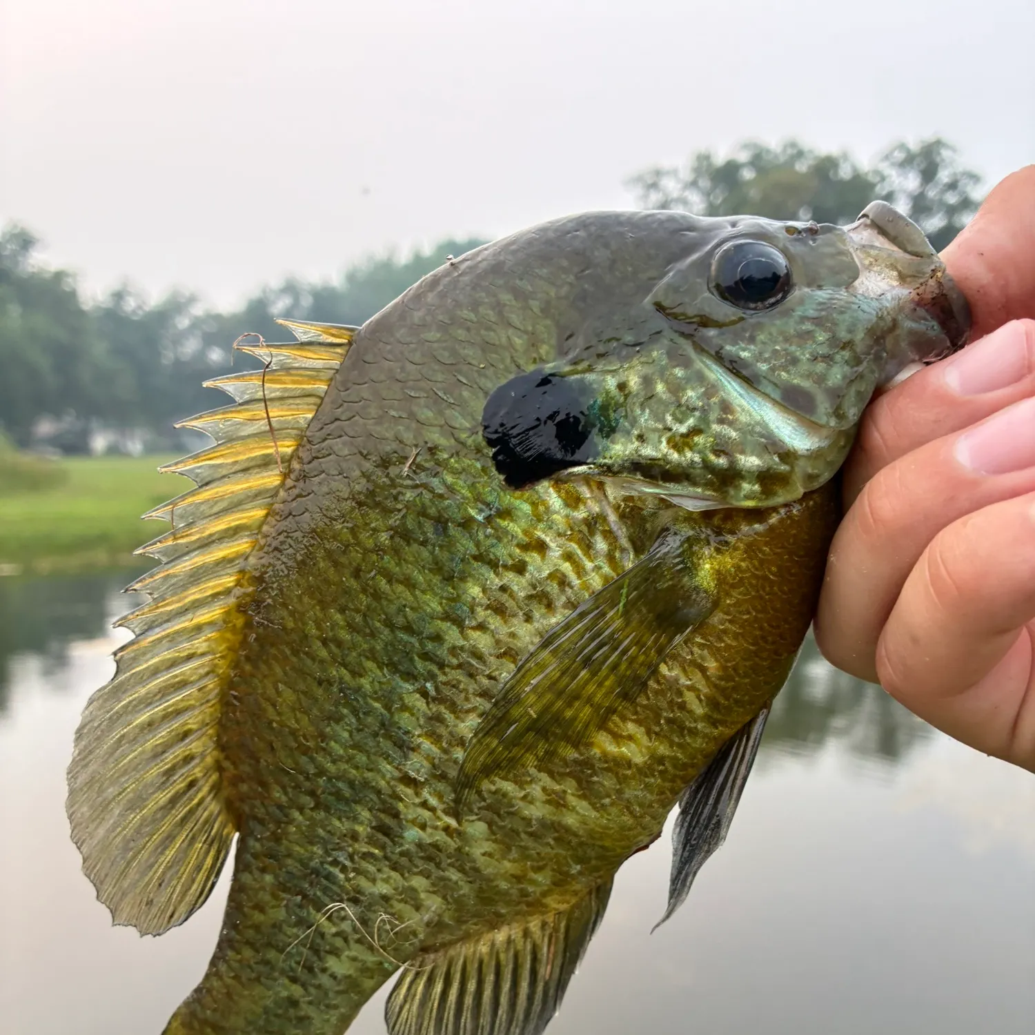 The most recent Redear x bluegill catches on Fishbrain