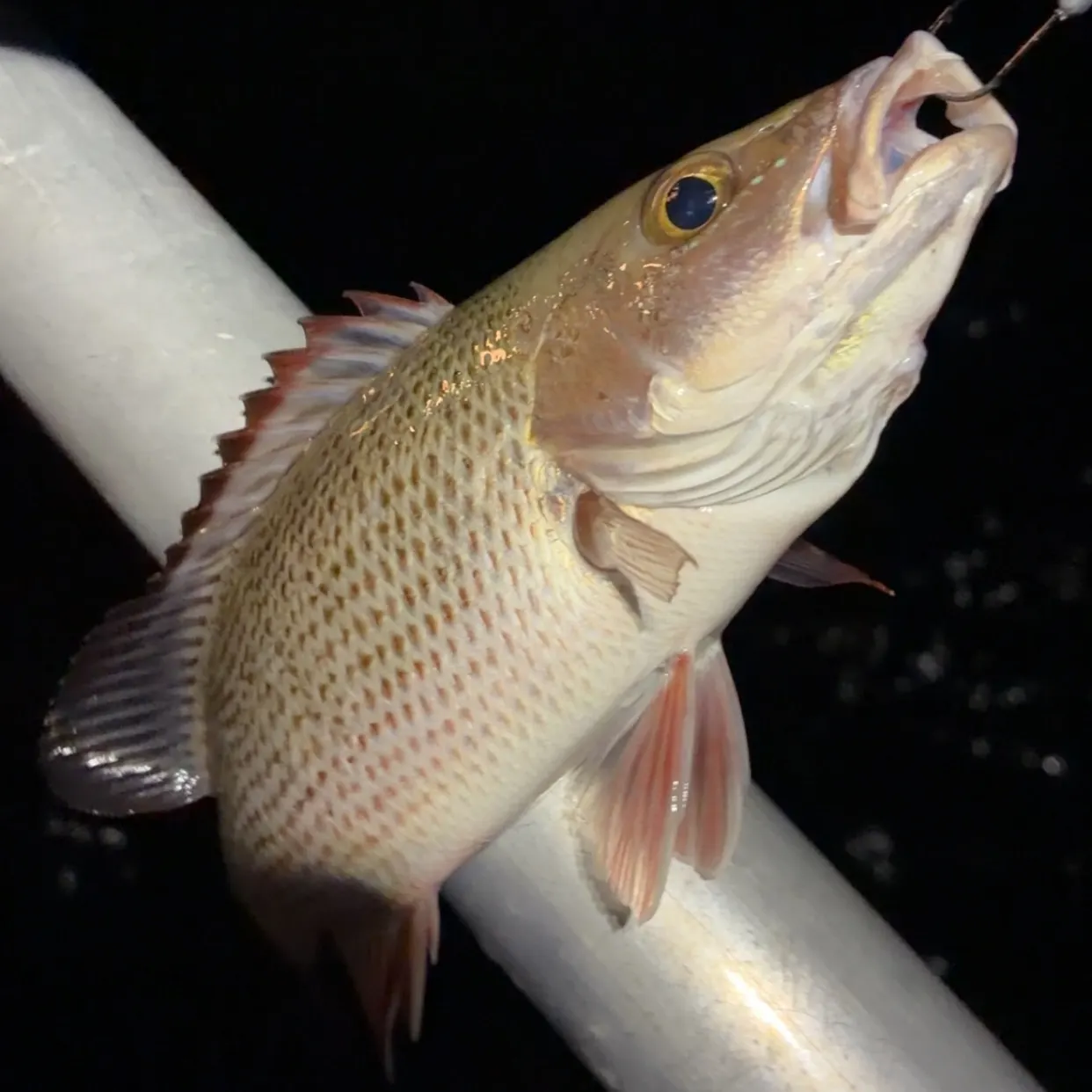 Mangrove snapper caught on Fishbrain
