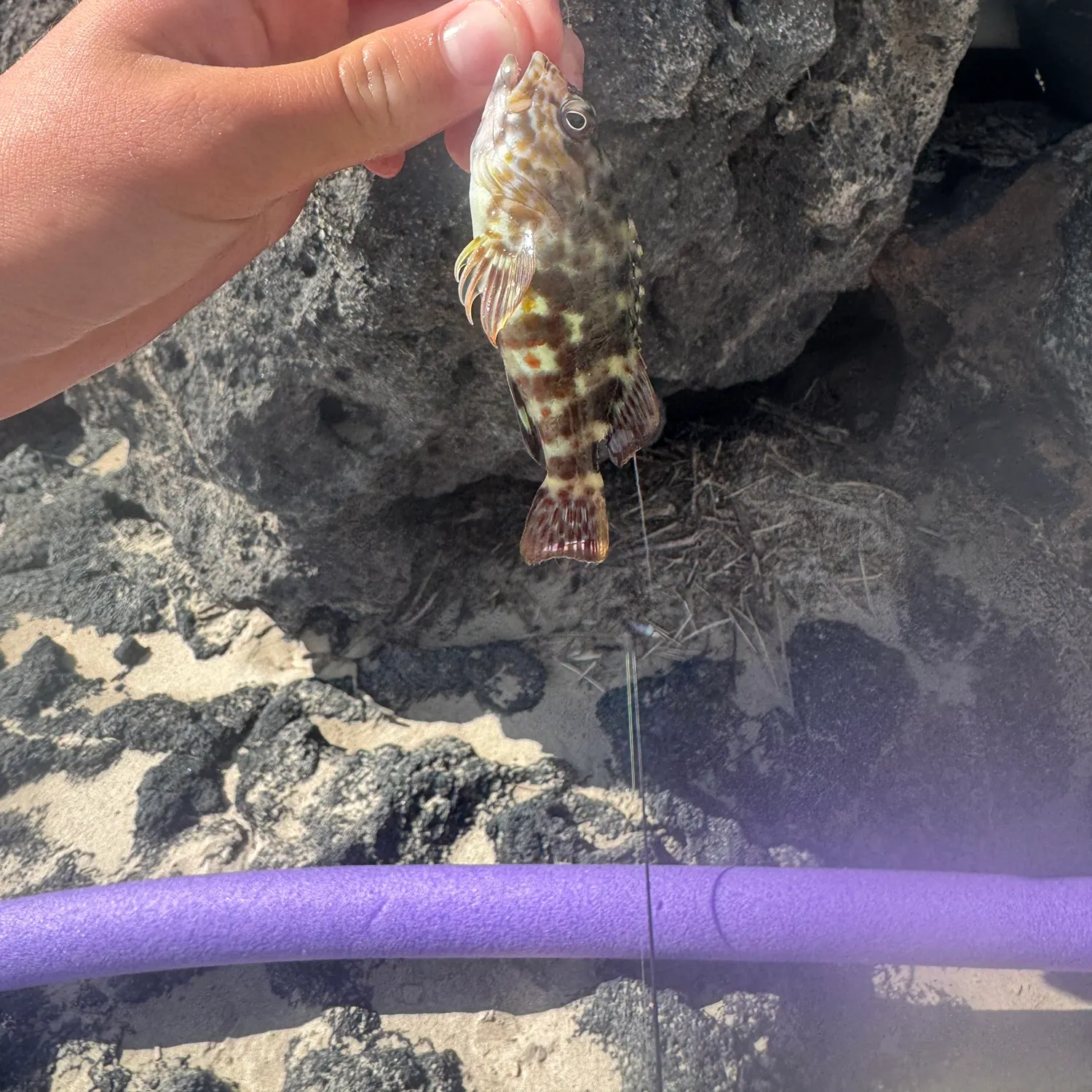 The most recent Stocky hawkfish catches on Fishbrain