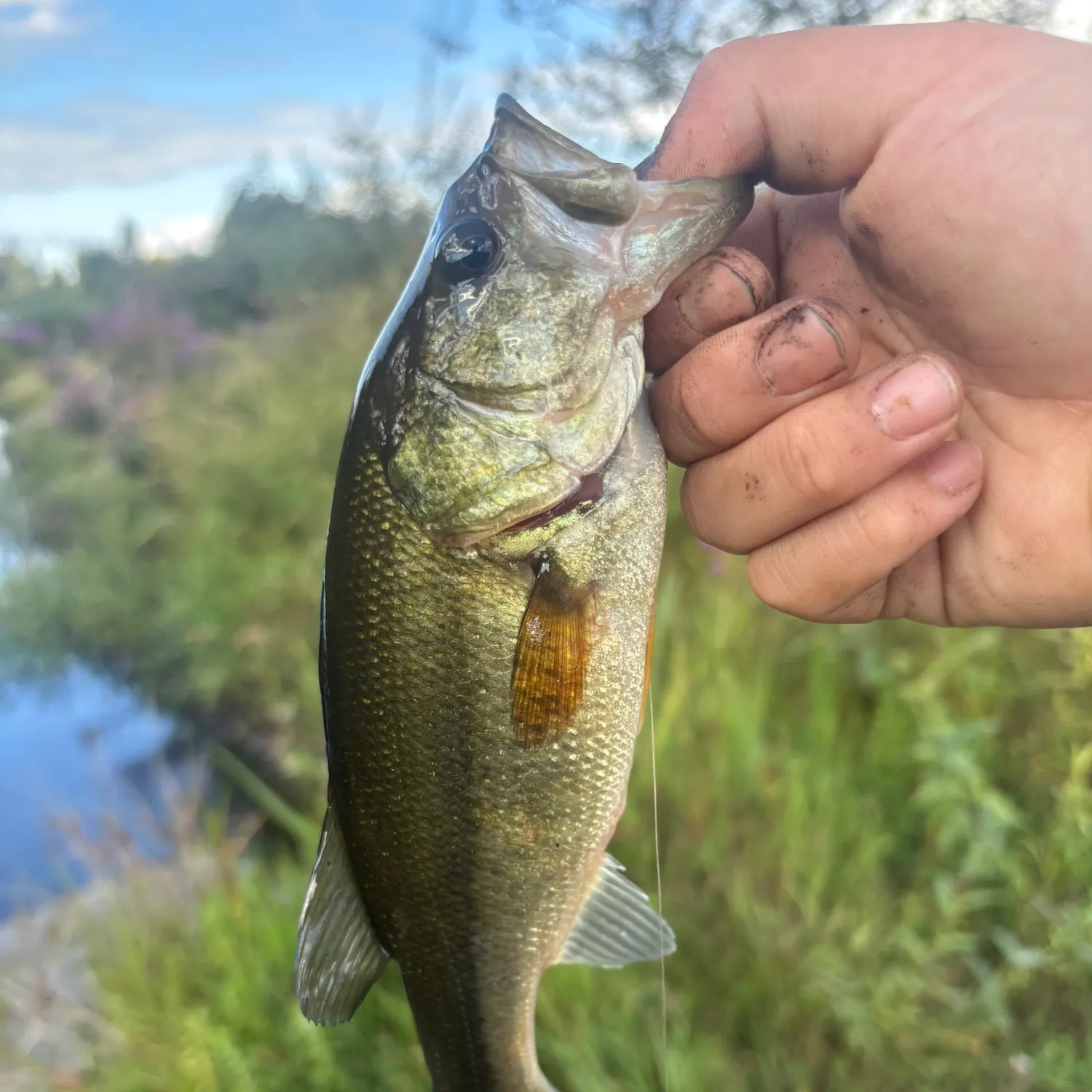 Largemouth bass caught on Fishbrain