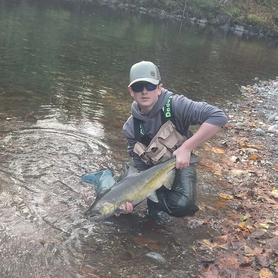 Chinook salmon caught on Fishbrain