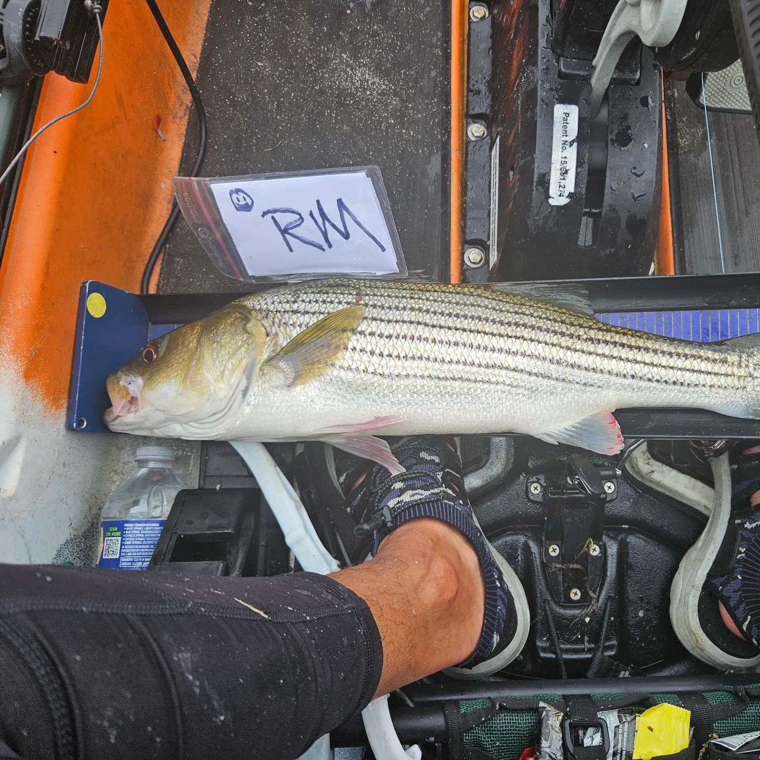 The most recent Striped bass catches on Fishbrain
