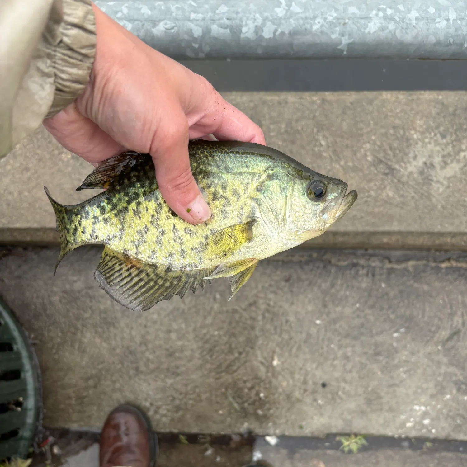 Black crappie caught on Fishbrain