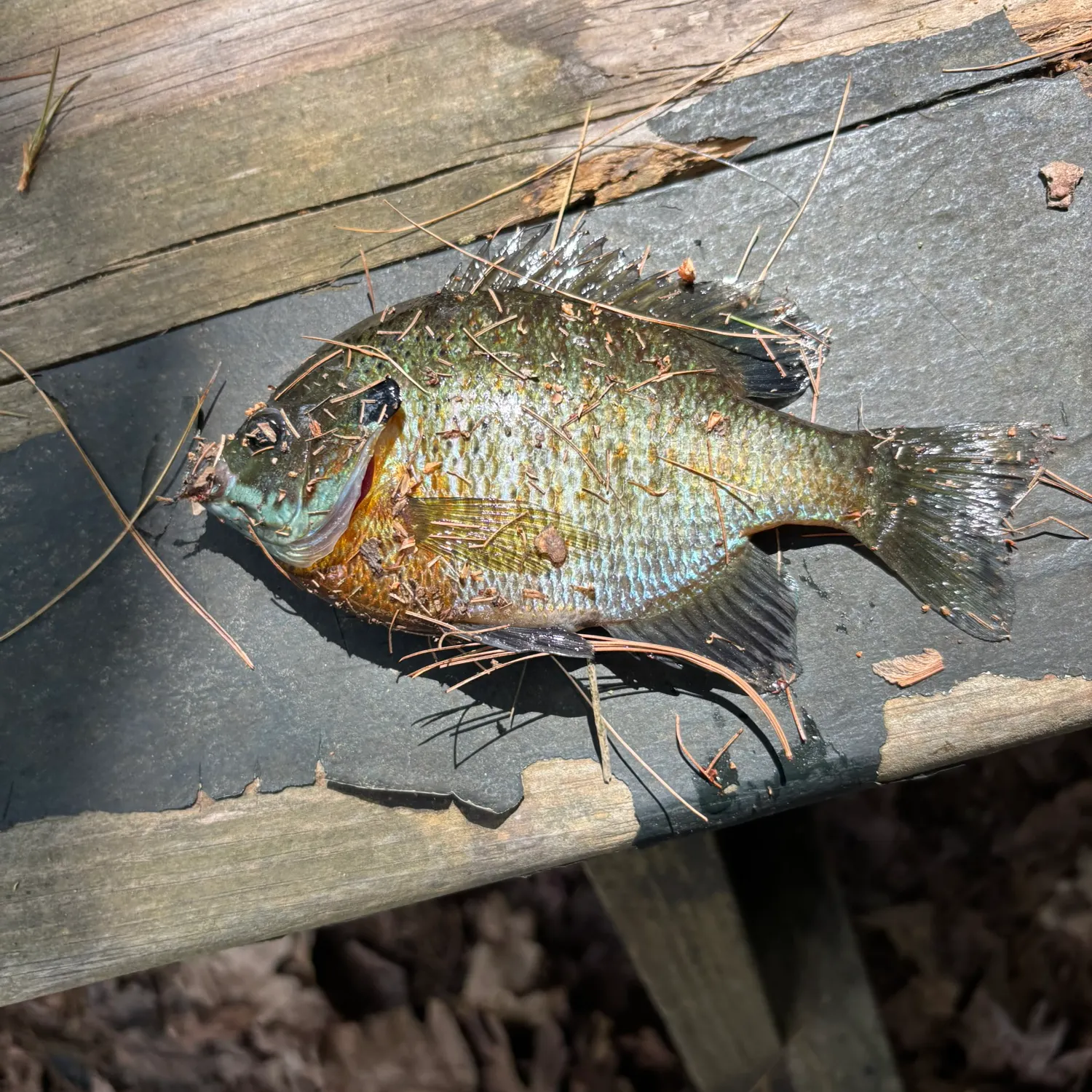 recently logged catches