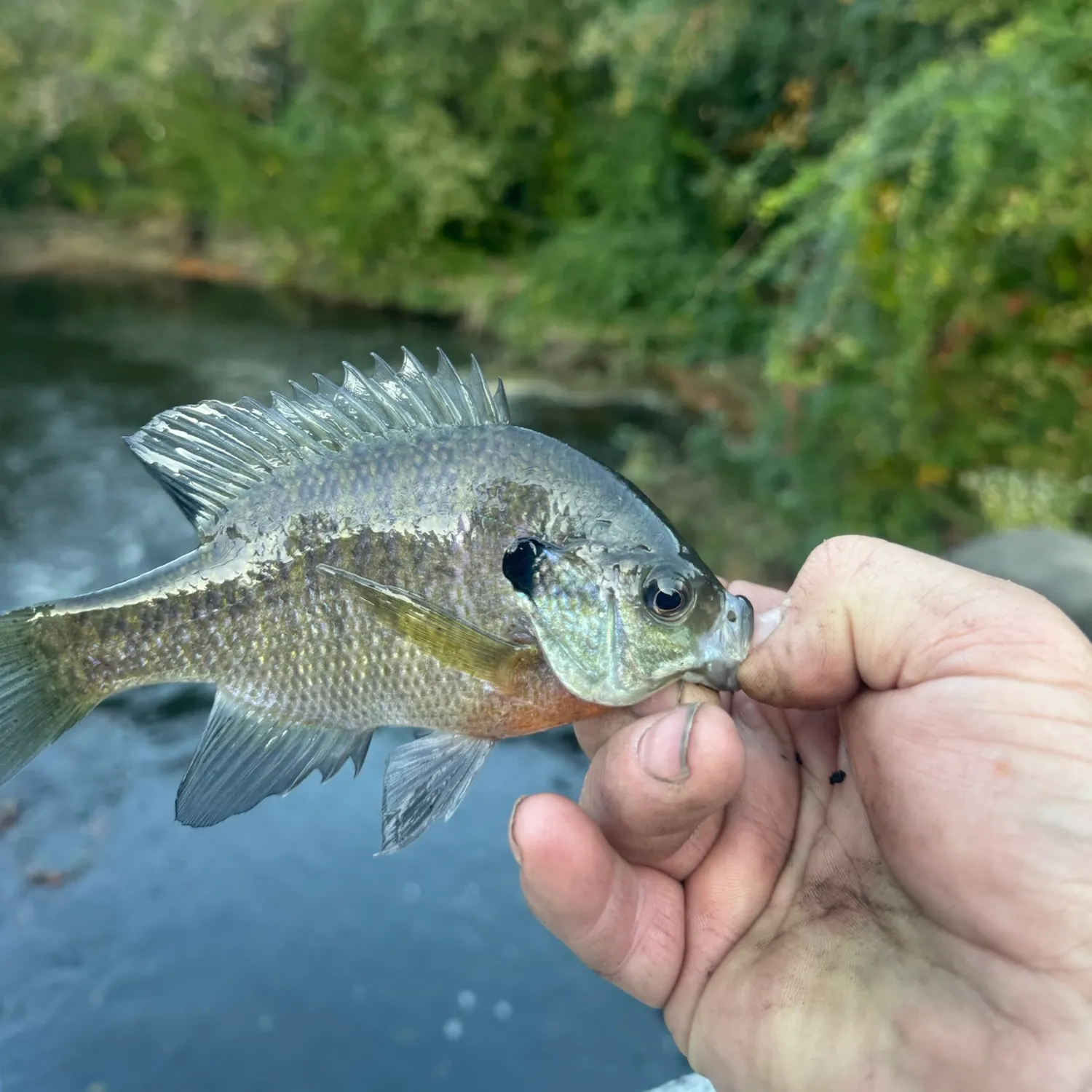 Bluegill caught on Fishbrain