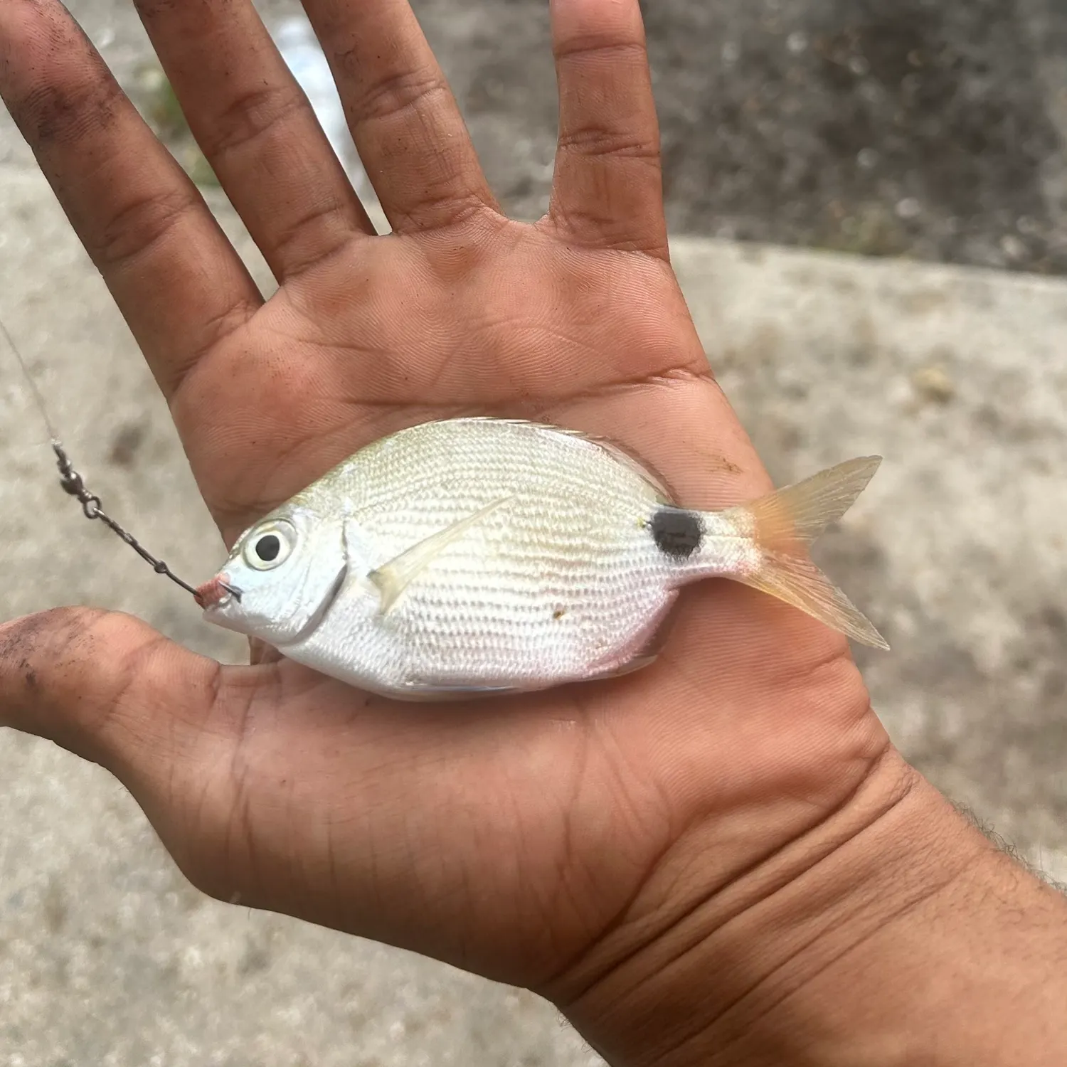 The most recent Spottail seabream catches on Fishbrain