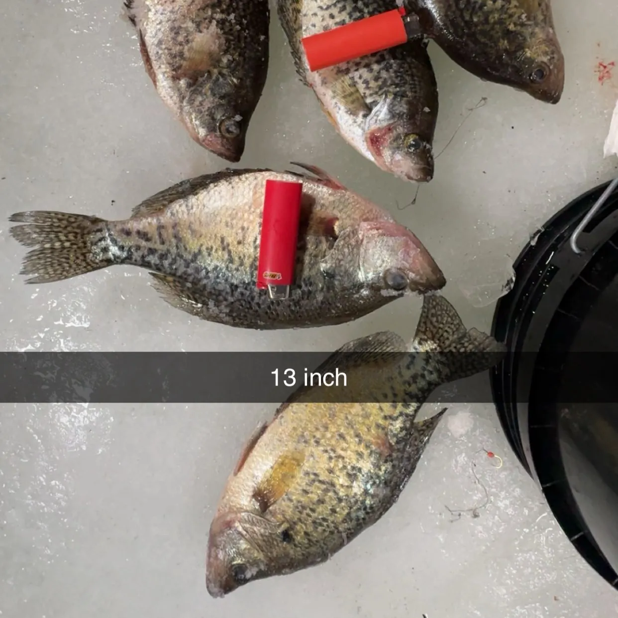 recently logged catches