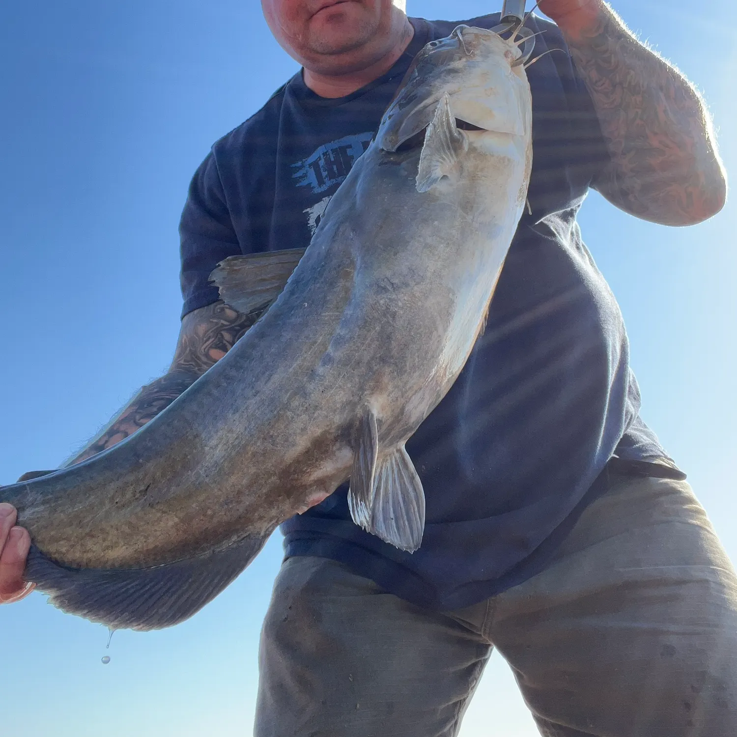 The most recent Blue catfish catches on Fishbrain