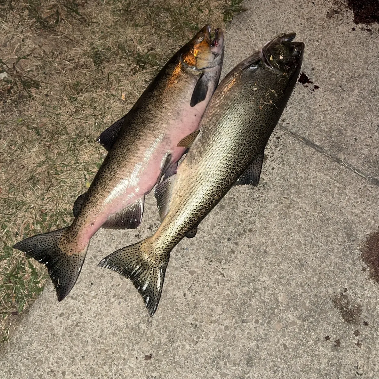 Coho salmon caught on Fishbrain