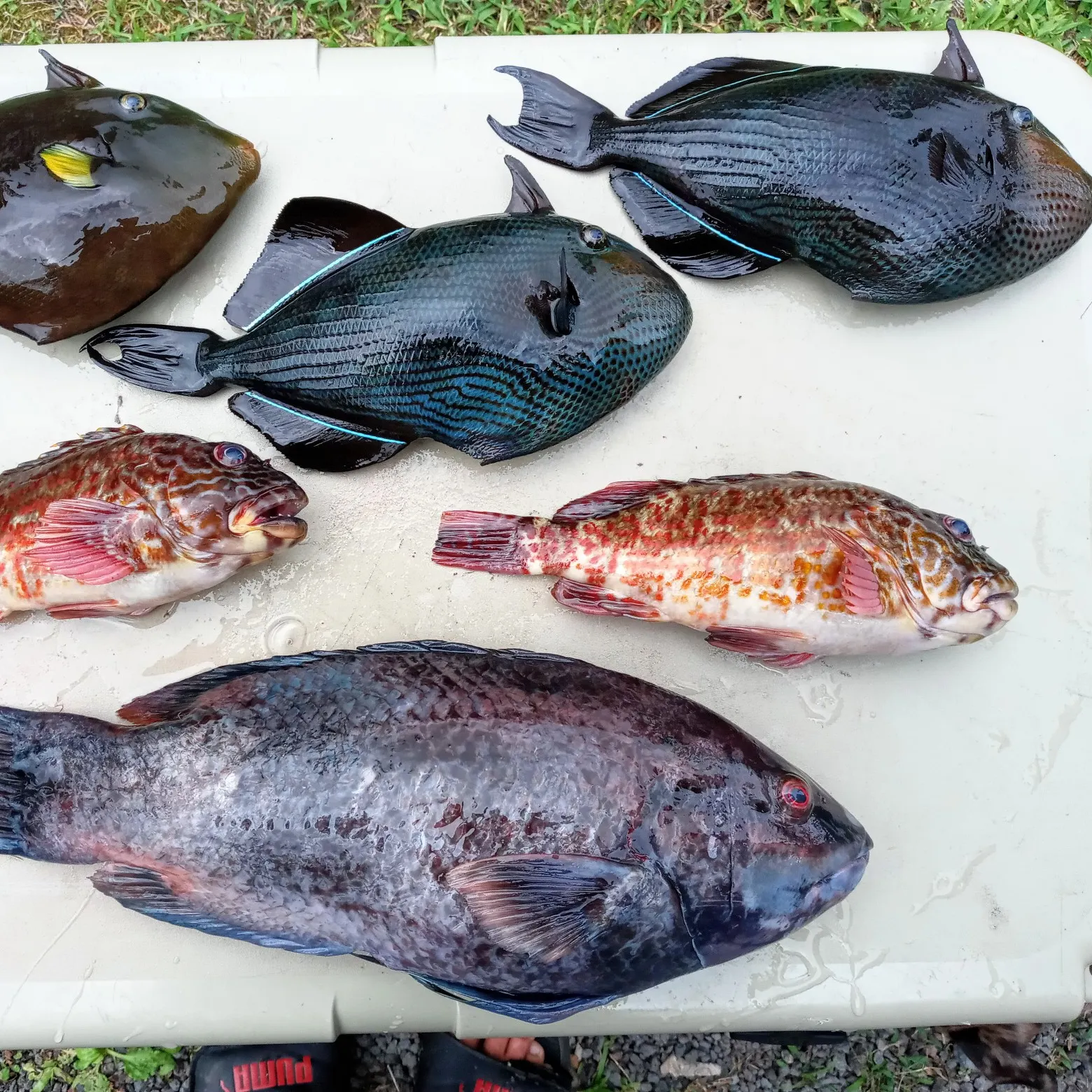 The most recent Hawaiian hogfish catches on Fishbrain