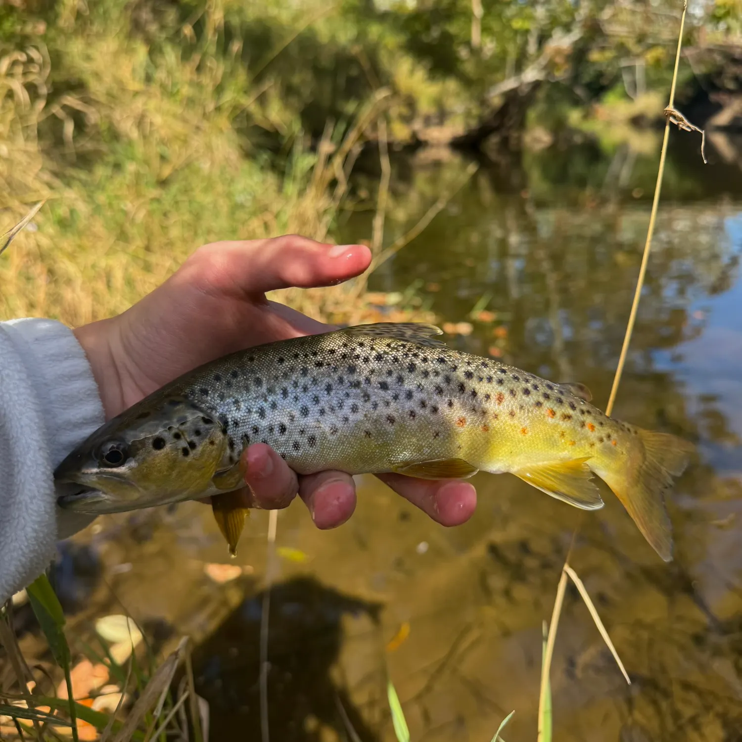 Brown trout caught on Fishbrain