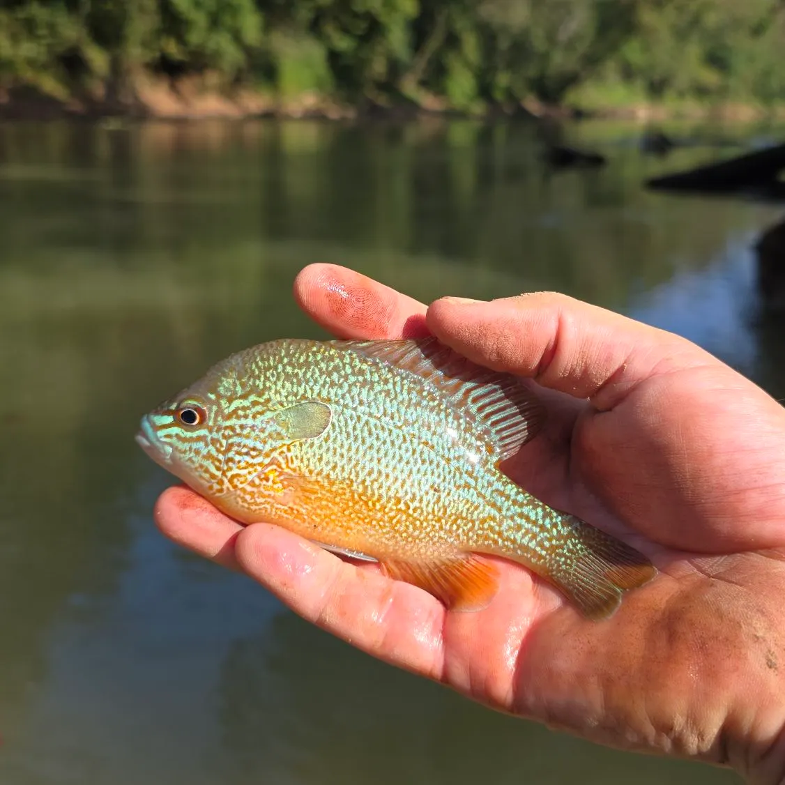 Longear sunfish caught on Fishbrain