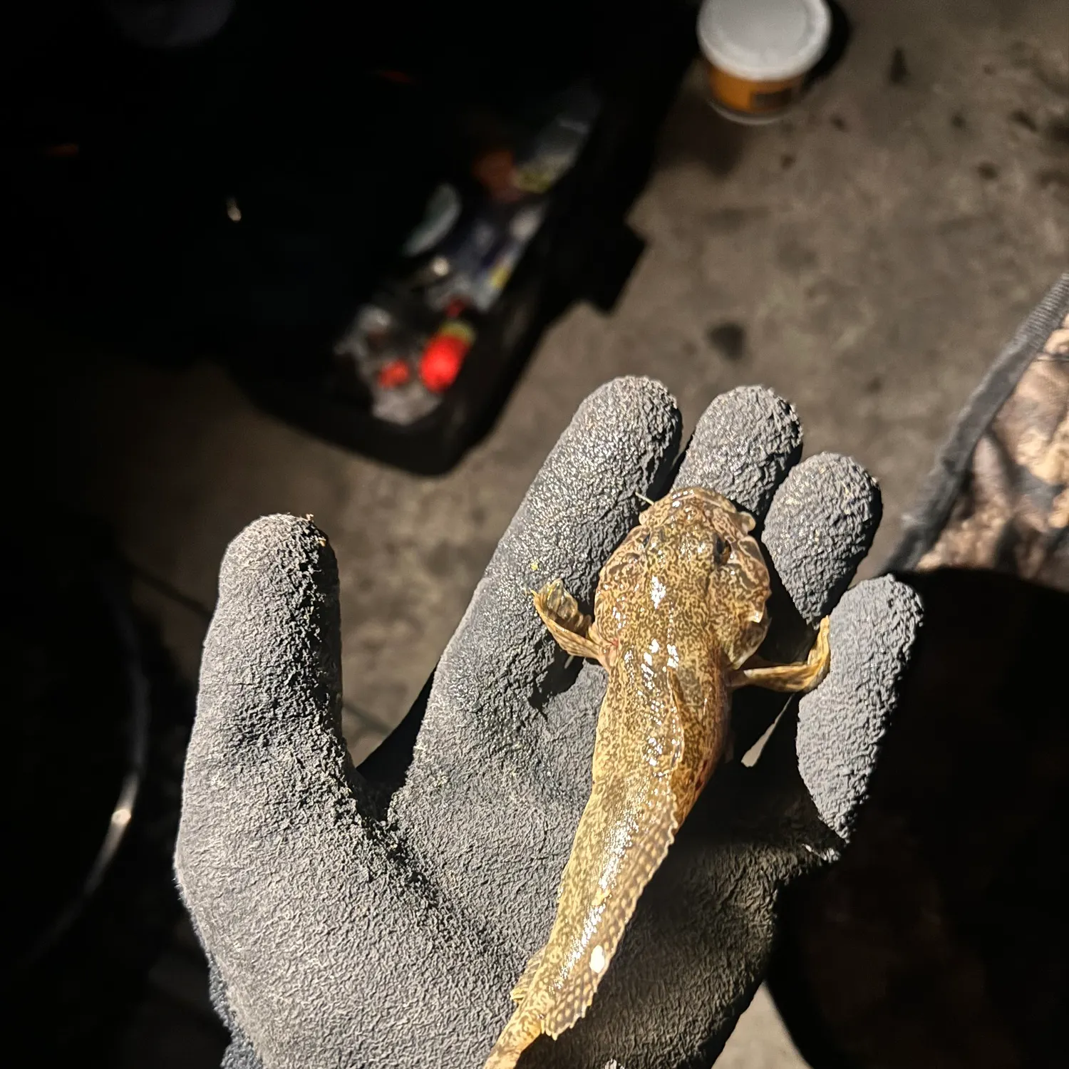 The most recent Prickly sculpin catches on Fishbrain