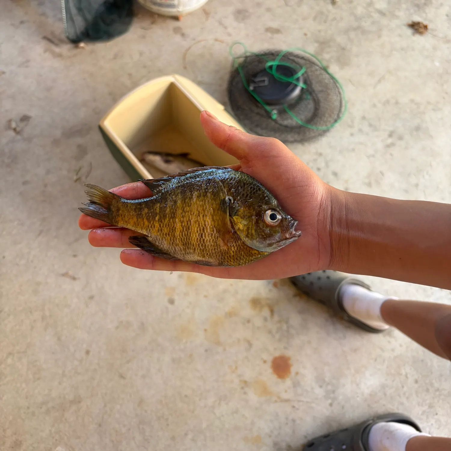 Bluegill caught on Fishbrain