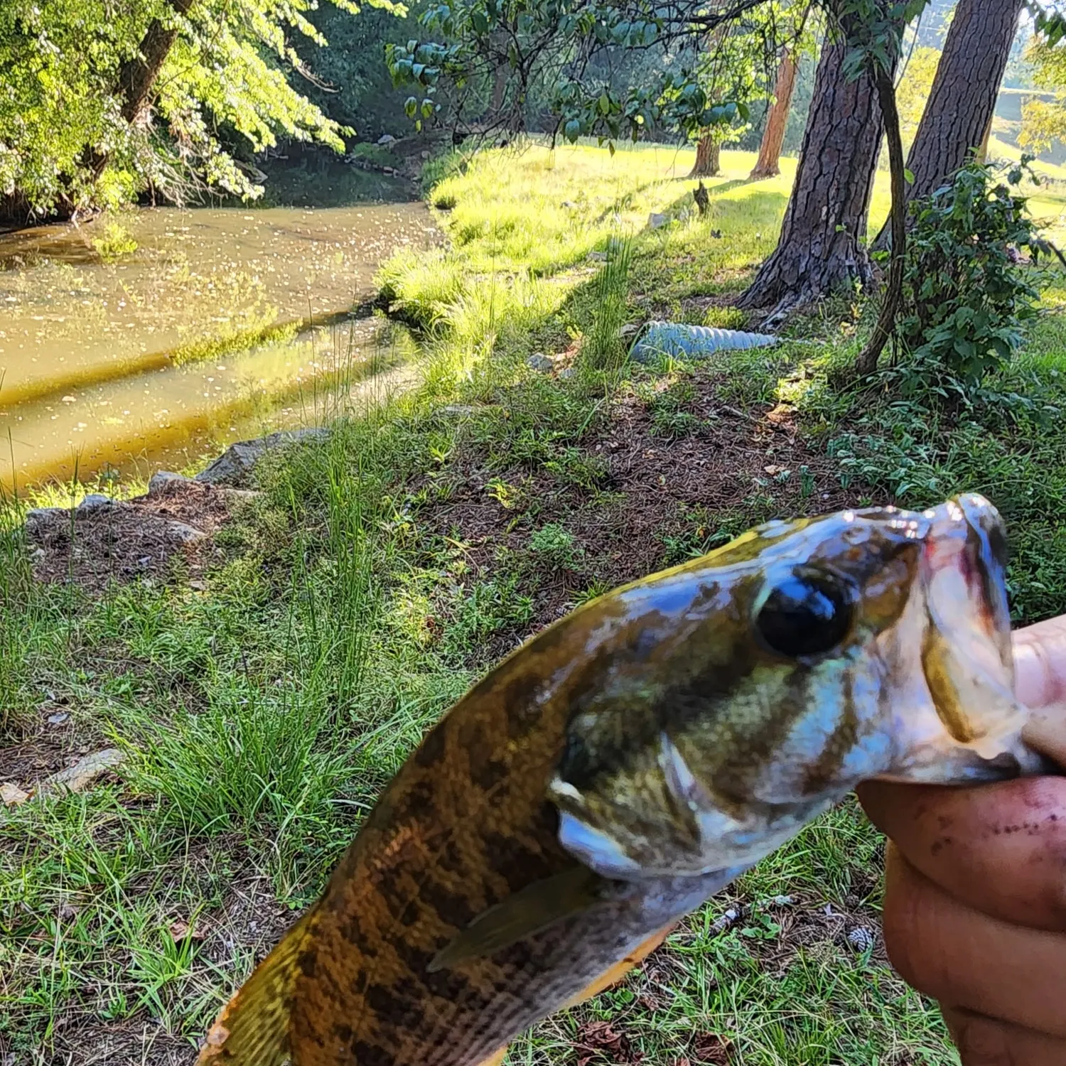 Altamaha bass caught on Fishbrain