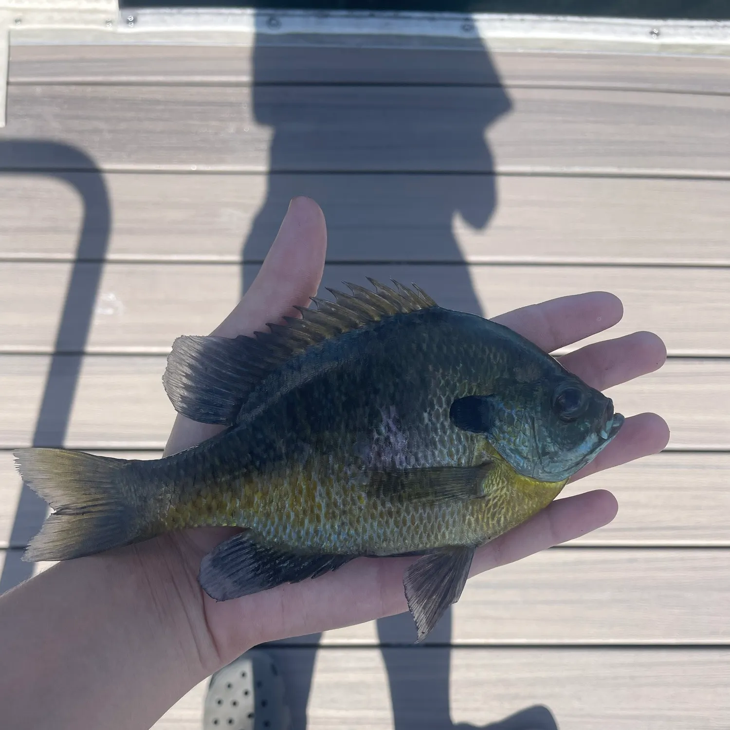 Bluegill caught on Fishbrain