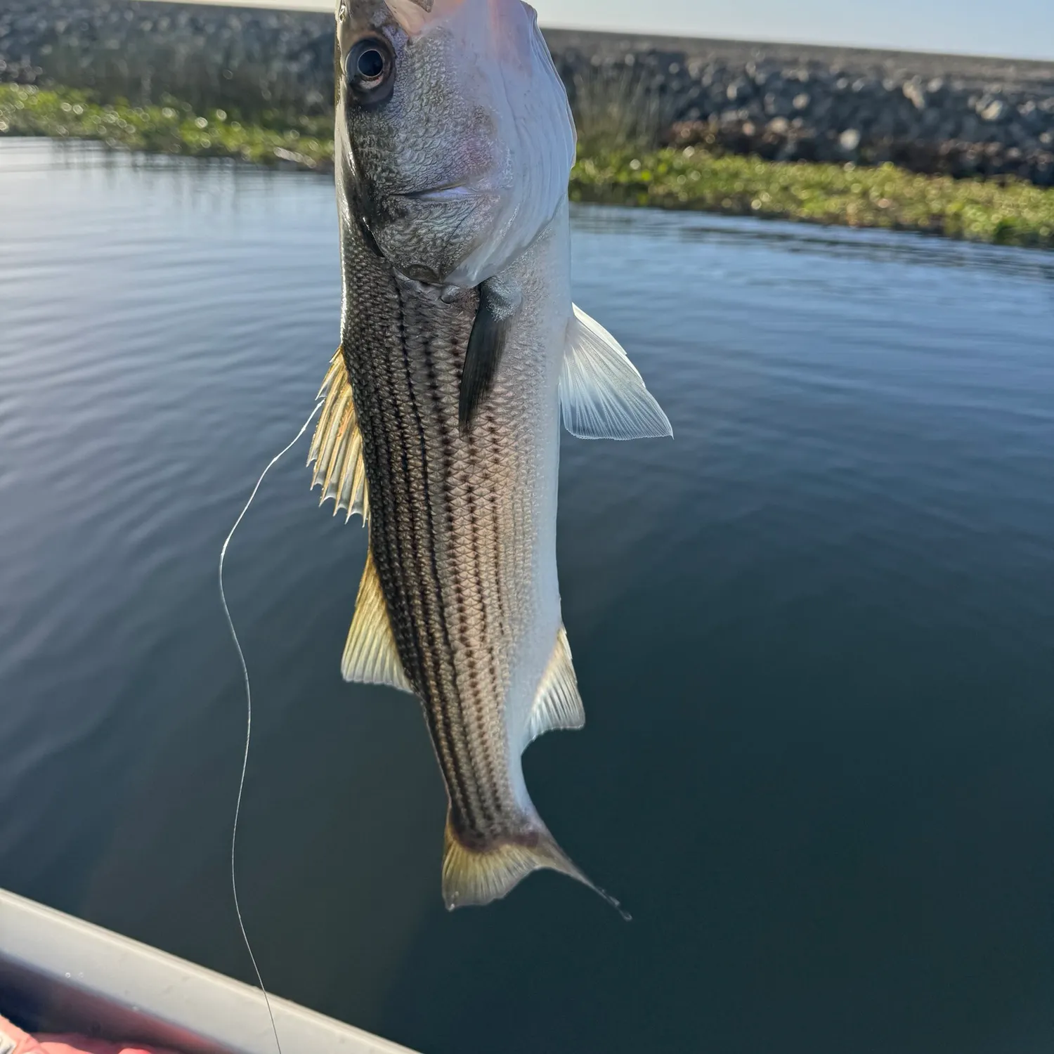 Striped bass caught on Fishbrain