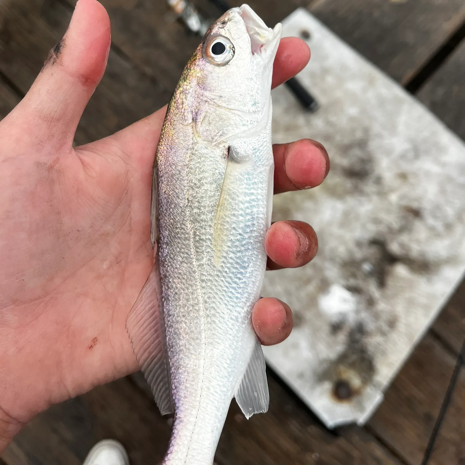 The most recent White croaker catches on Fishbrain