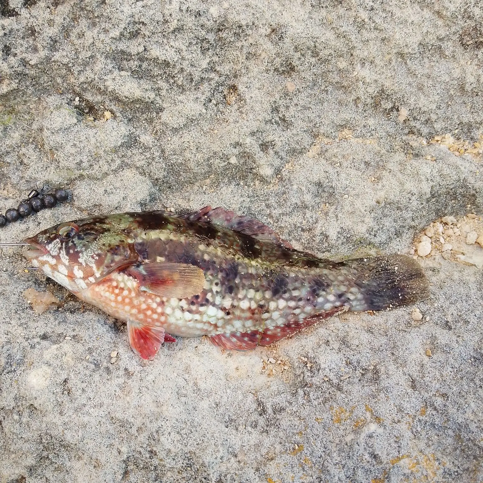 Brownspotted wrasse caught on Fishbrain