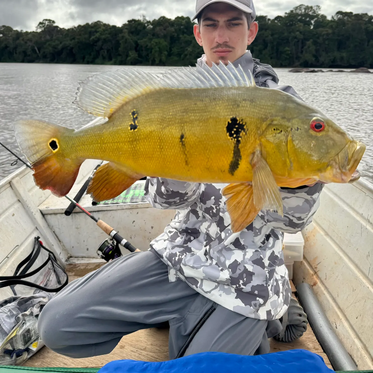 The most recent Essequibo peacock bass catches on Fishbrain