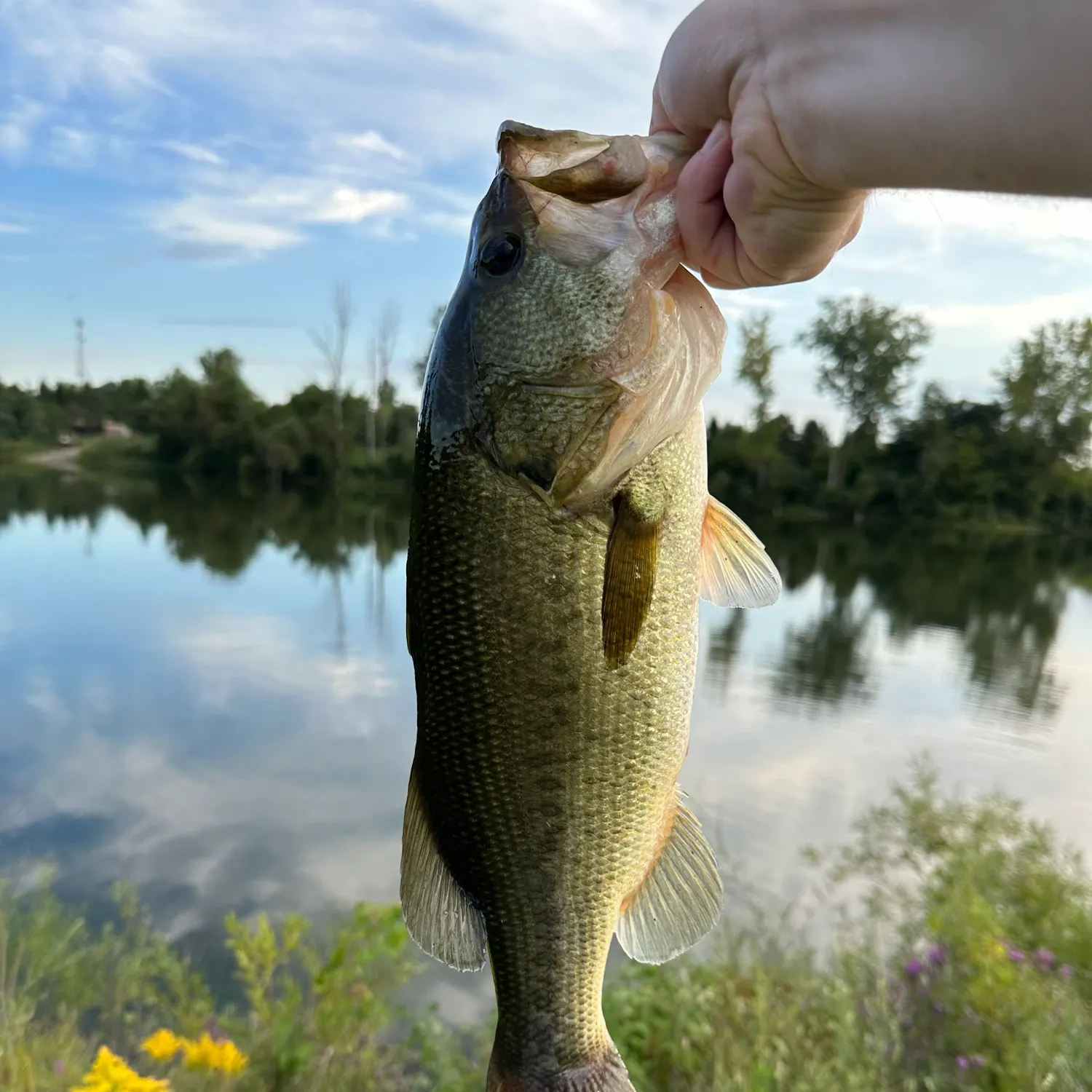 Largemouth bass caught on Fishbrain