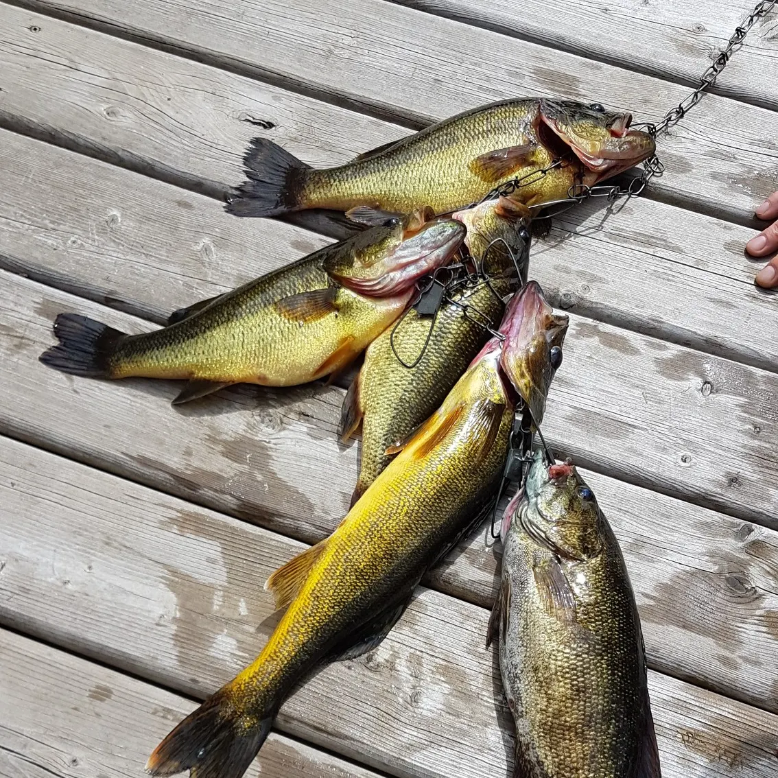 recently logged catches