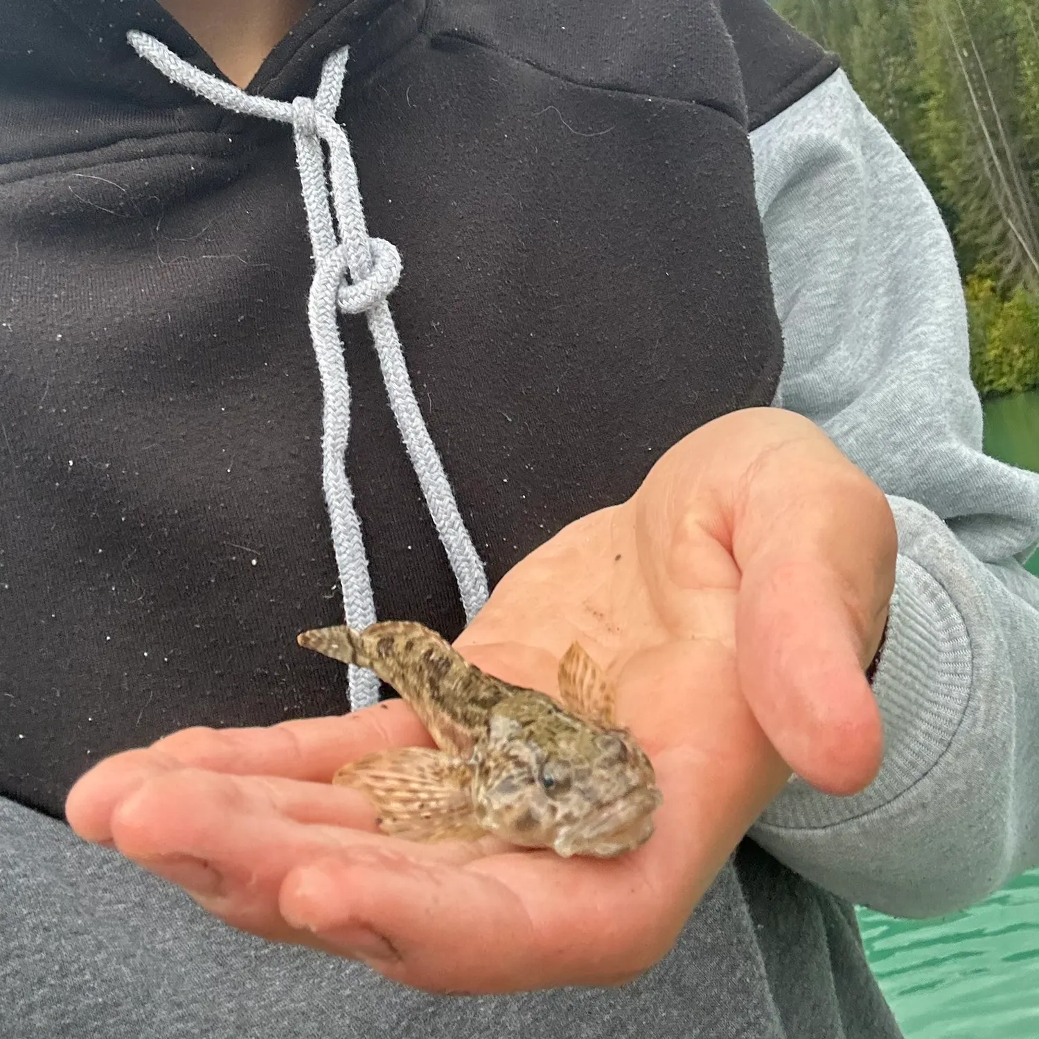 Burbot caught on Fishbrain