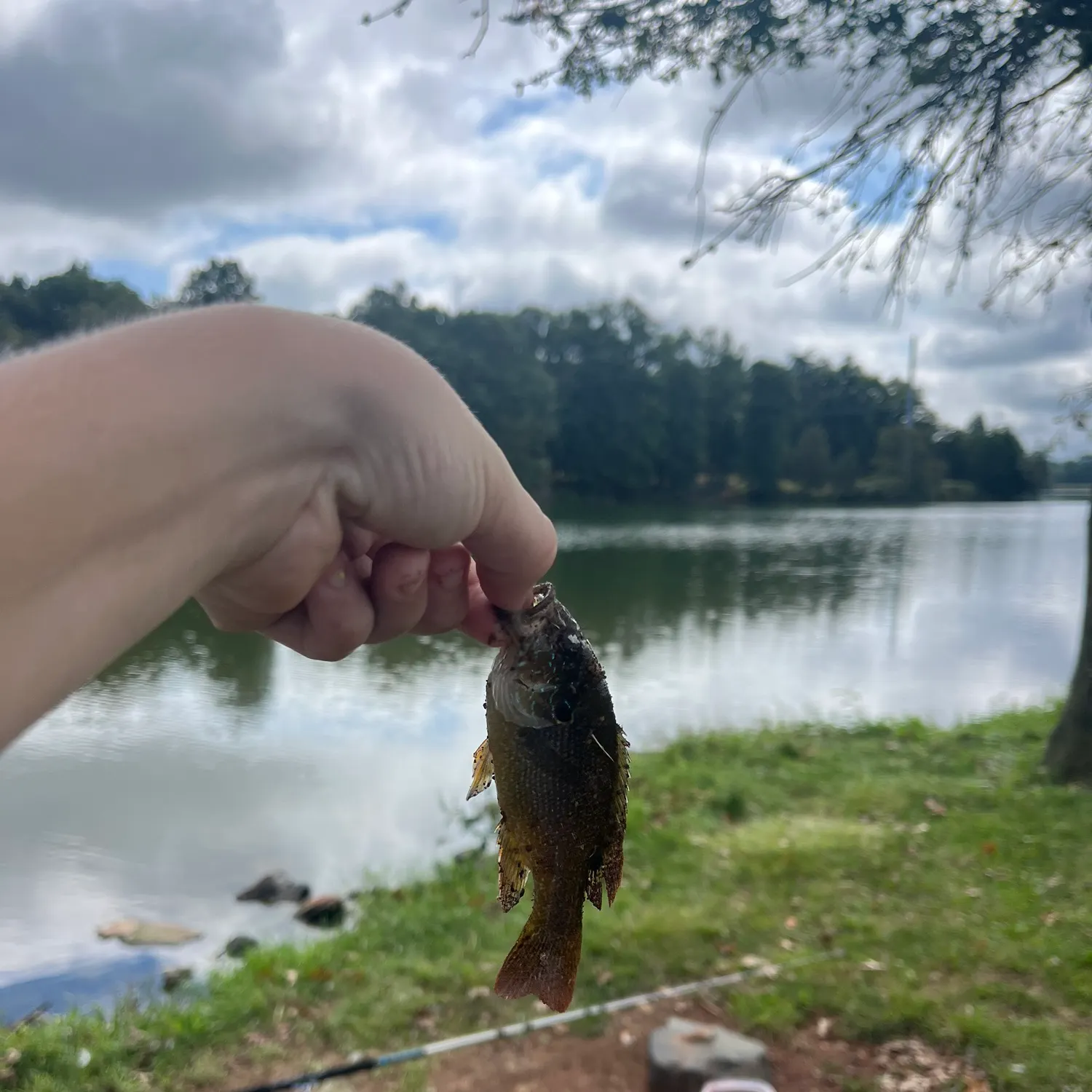 Green sunfish caught on Fishbrain