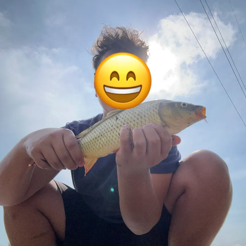 Common carp caught on Fishbrain