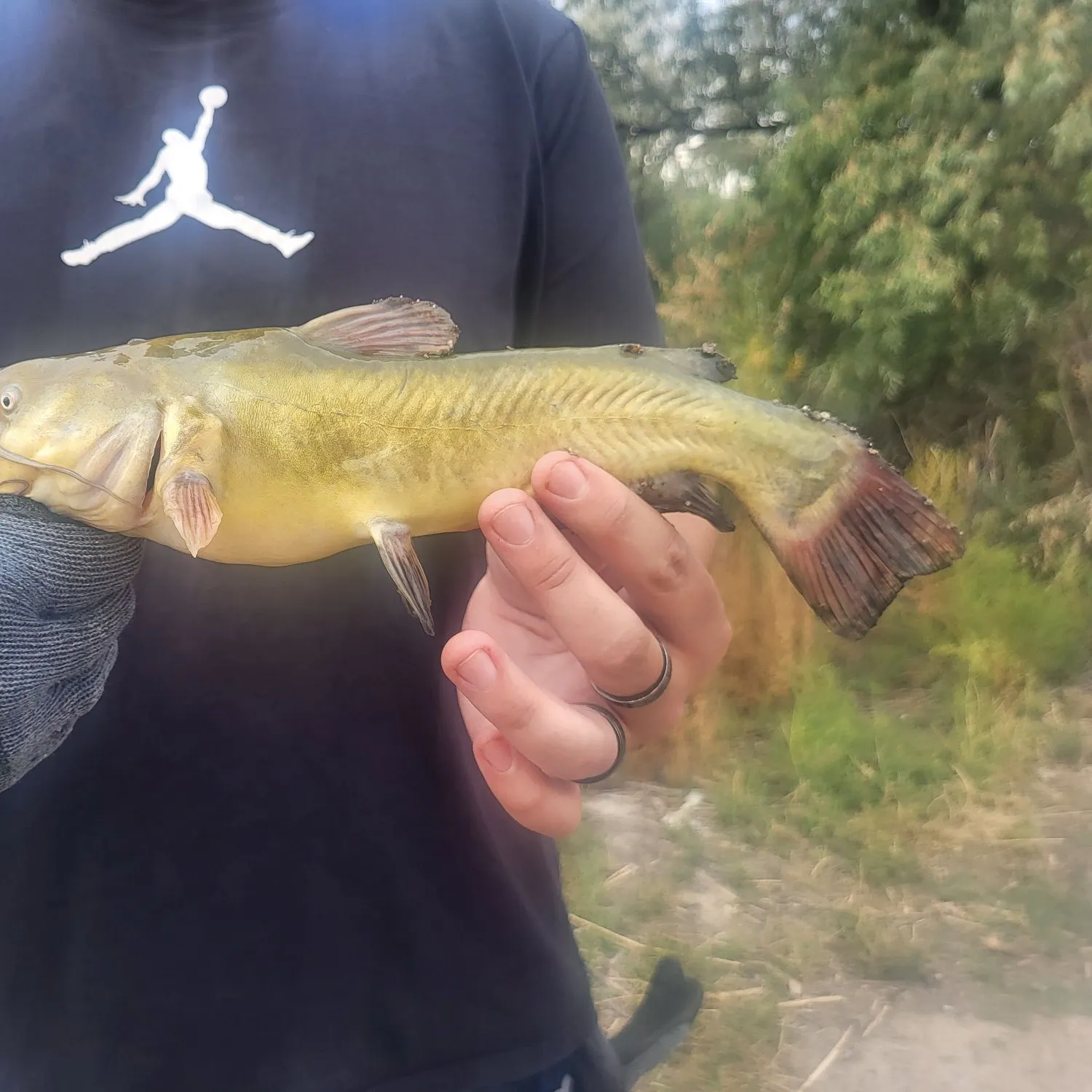 Yellow bullhead caught on Fishbrain