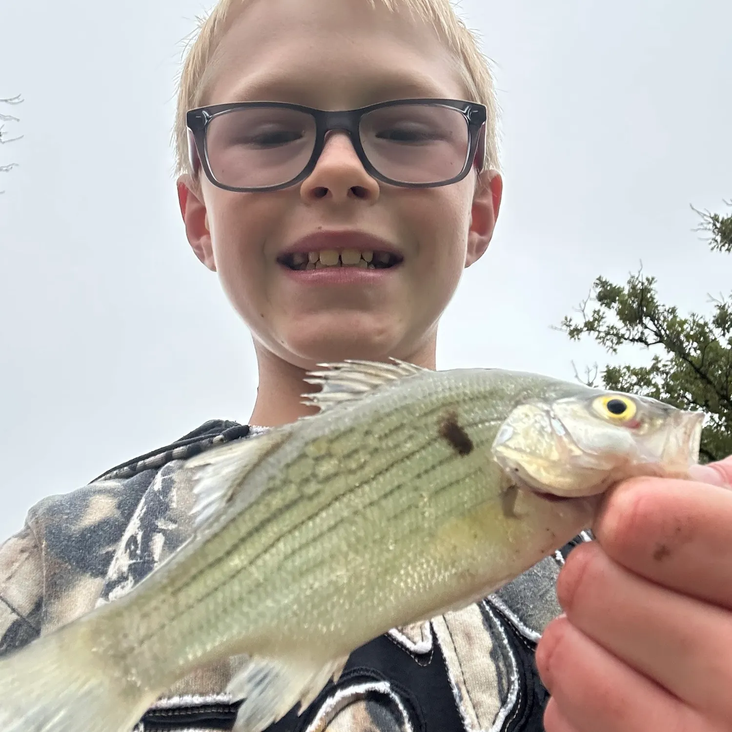 White bass caught on Fishbrain