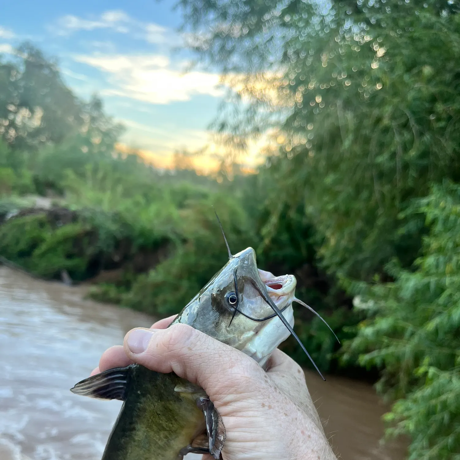 Black bullhead caught on Fishbrain