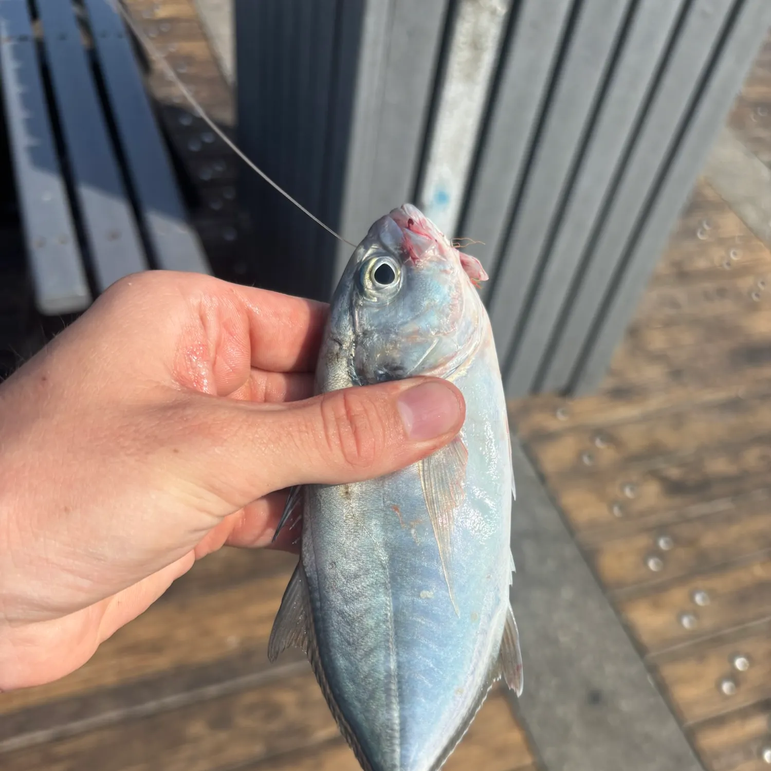 Blue runner caught on Fishbrain