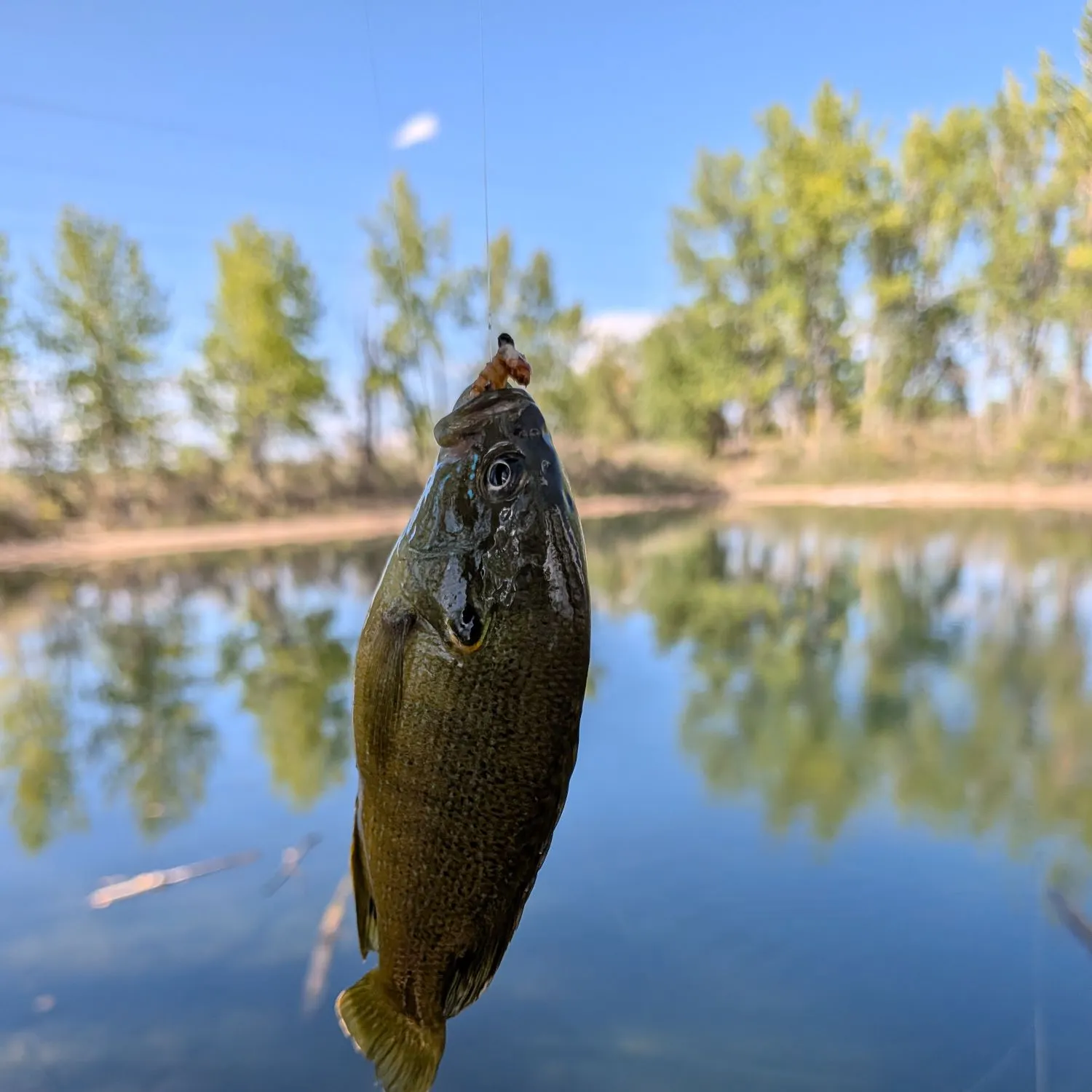 Bluegill caught on Fishbrain