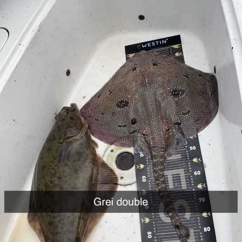 Thornback ray caught on Fishbrain