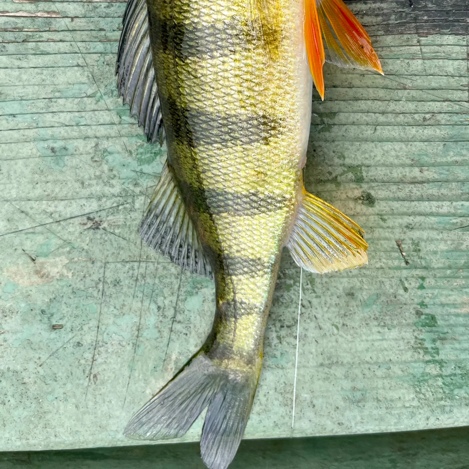 Yellow perch caught on Fishbrain