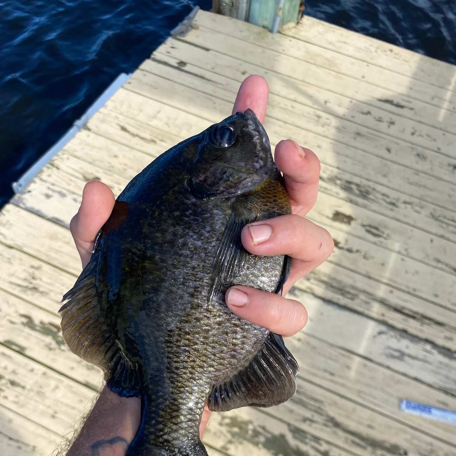 Bluegill caught on Fishbrain