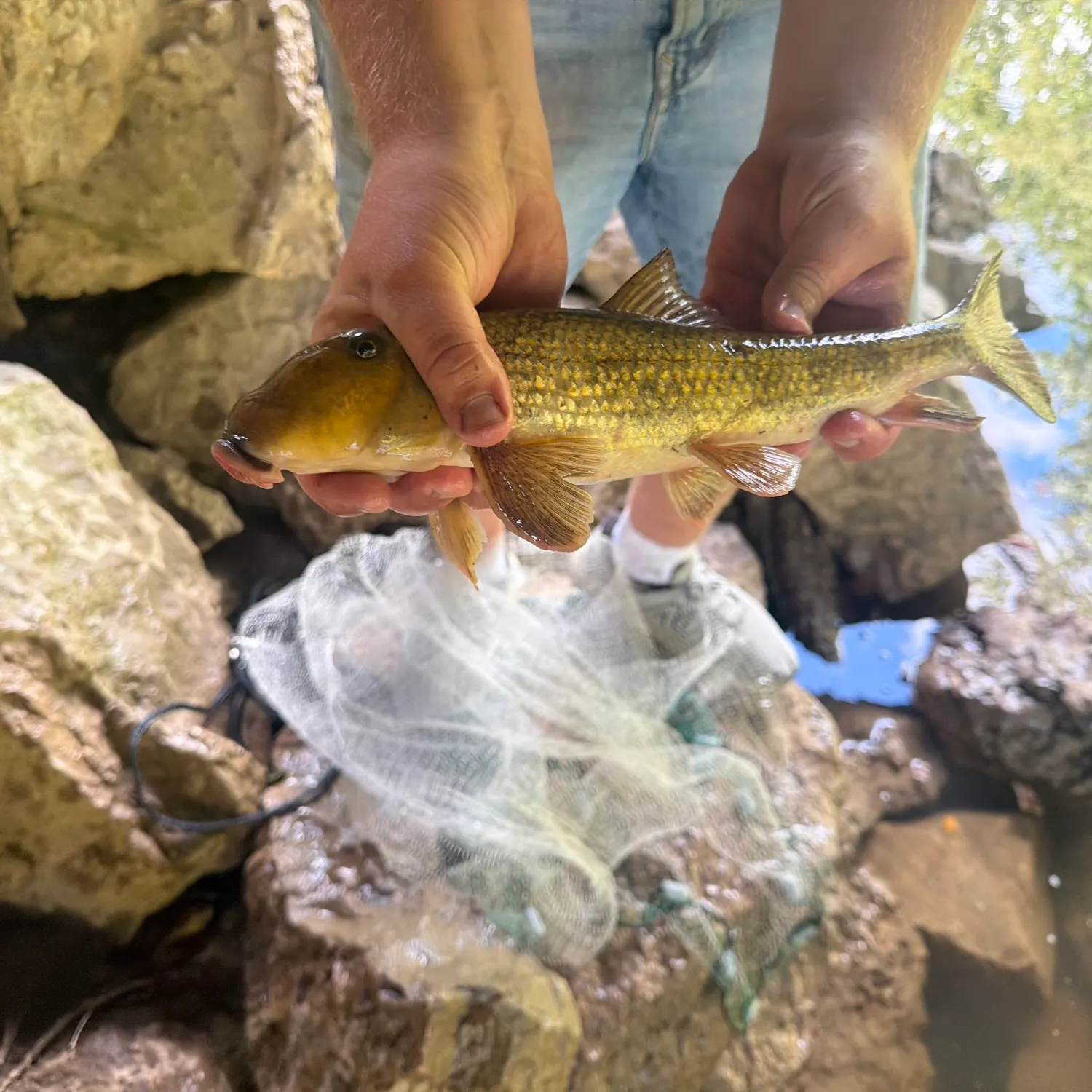Northern hogsucker caught on Fishbrain