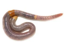 Worm