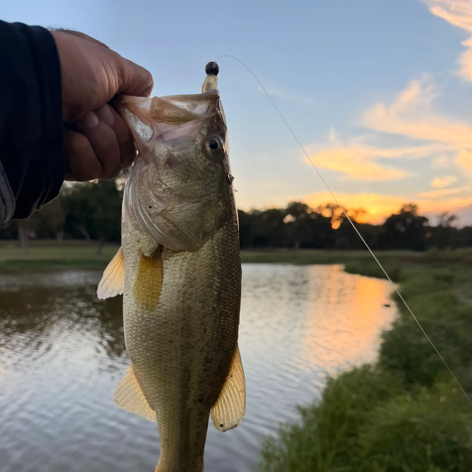 Largemouth bass caught on Fishbrain